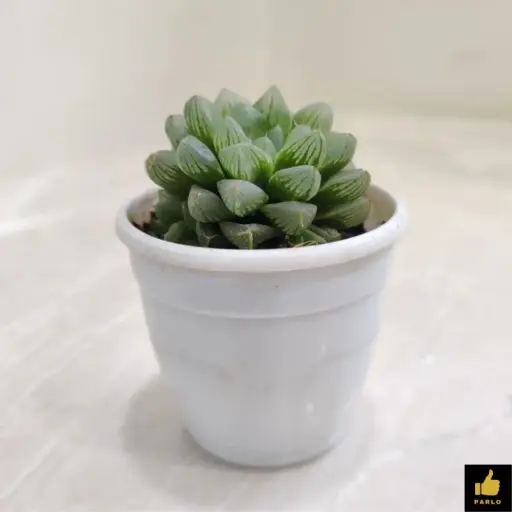 Haworthia retusa
