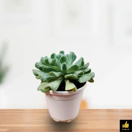 Echeveria Runyonii Topsy-turvy