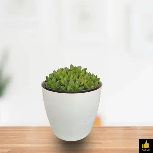 Haworthia turgida