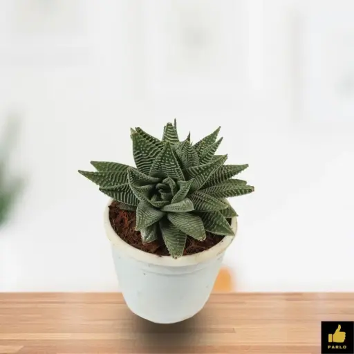 Haworthiopsis Limifolia