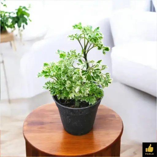 Aralia Ming - Aralia Oak Leaf Plant