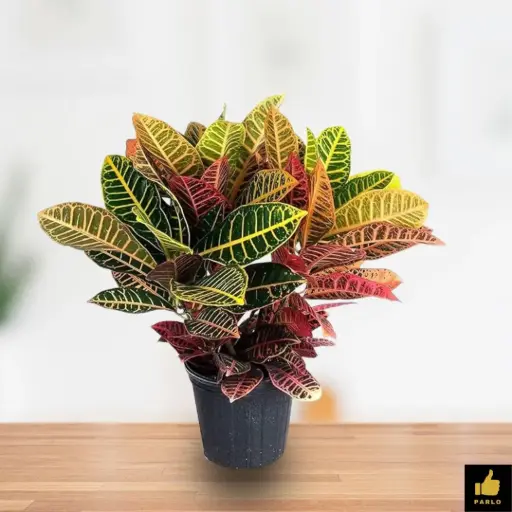 Multicolor Croton 