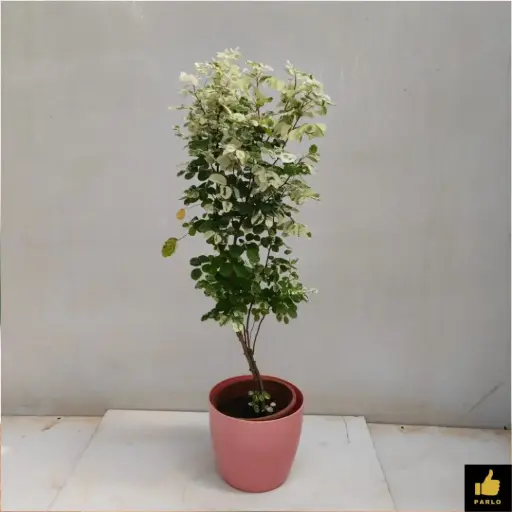 Snow bush small