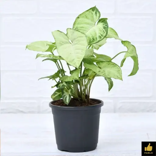 Syngonium variegated