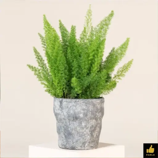 Asparagus densiflours