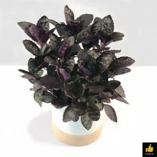 Strobilanthes alternata