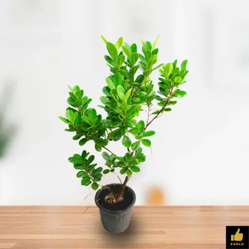 Ficus microcarpa