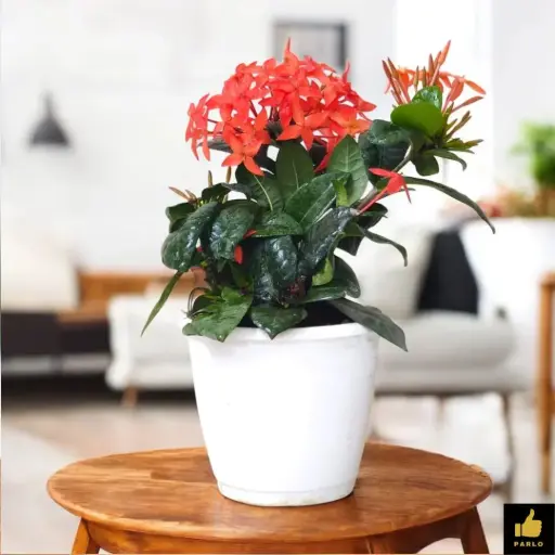 Ixora Red