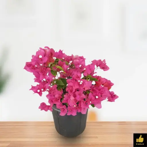 Bowgan villa pink
