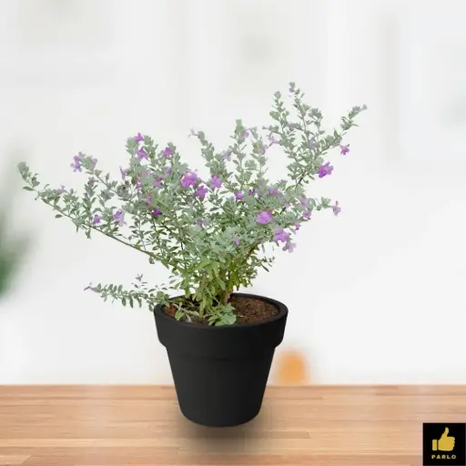 Texas sage