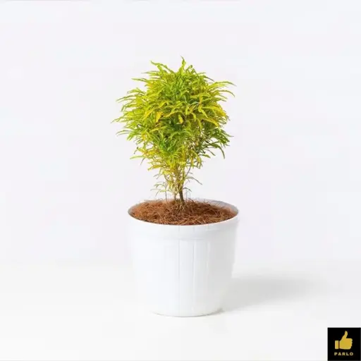 Golden Euodia
