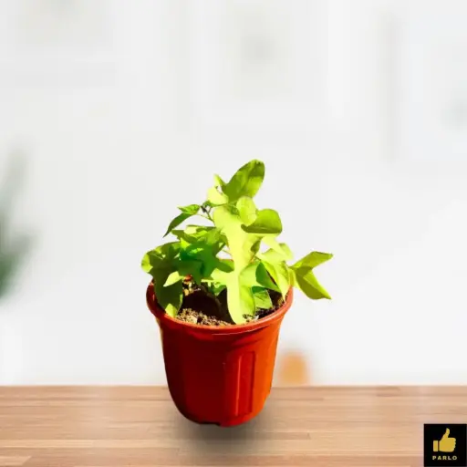 Sweet Potato Vine