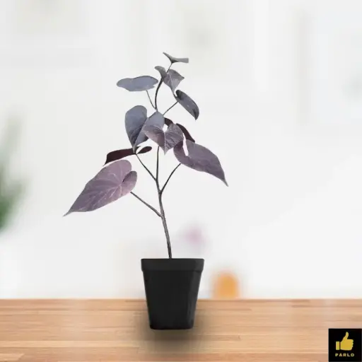  Purple Sweet Potato Vine