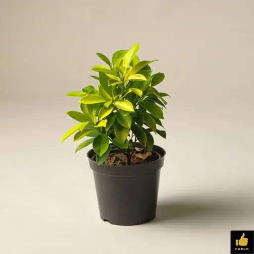Ficus Panda