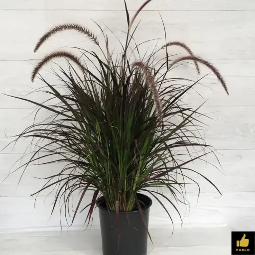 Purple Fountain grass