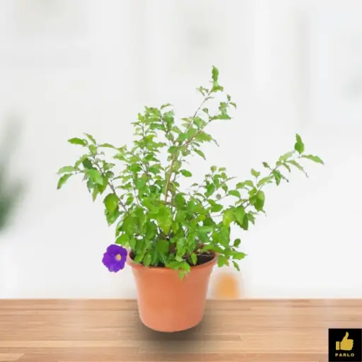 Thunbergia erecta