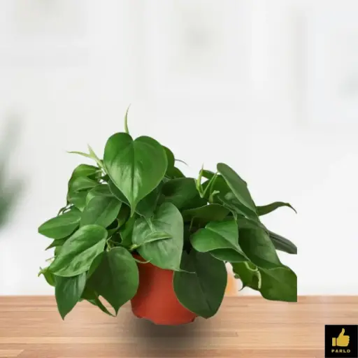 Philodendron cordatum