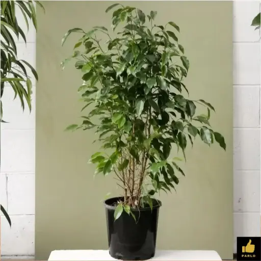 Weeping fig