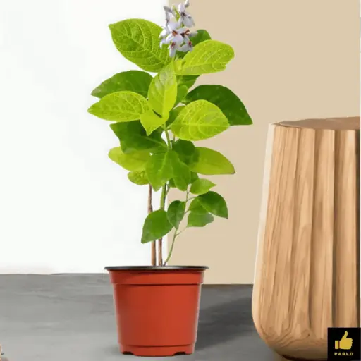 Pseuderanthemum