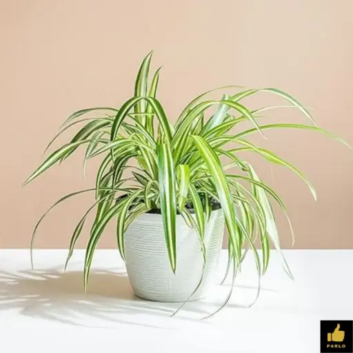 SPIDER PLANT
