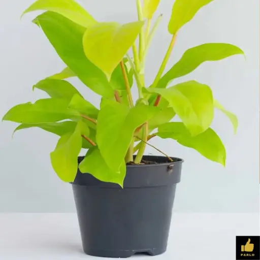 Philodendron erubescens