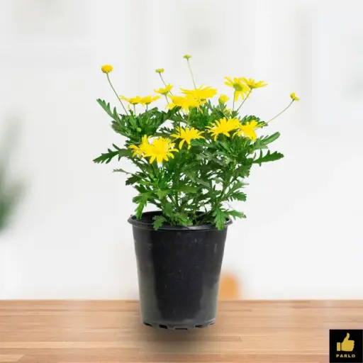 EURYOPS CHRYSANTHEMOIDES