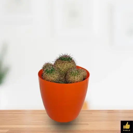 Mammillaria