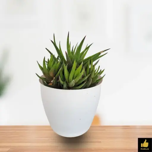 HAWORTHIA FASCIATA