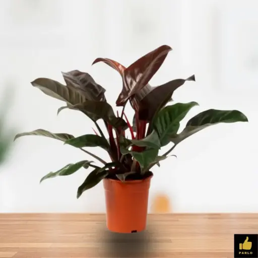 Philodendron erubescens red