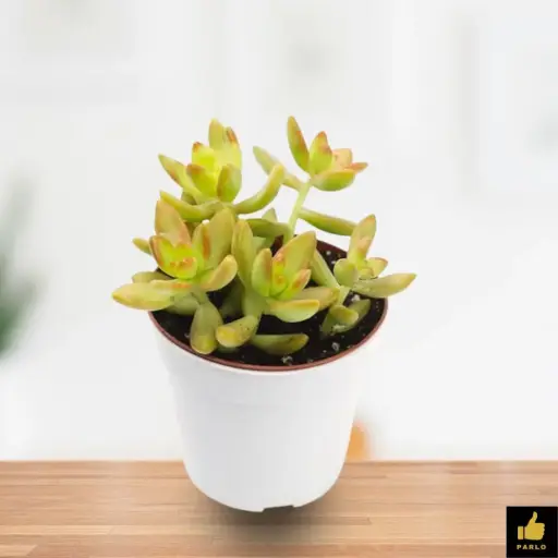 SEDUM ADOLPHII
