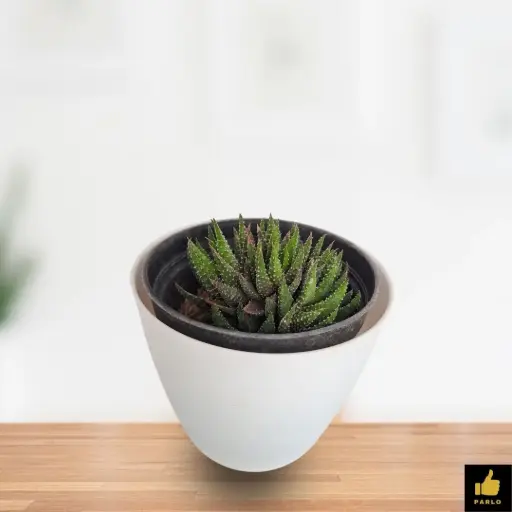 Haworthia Variegata