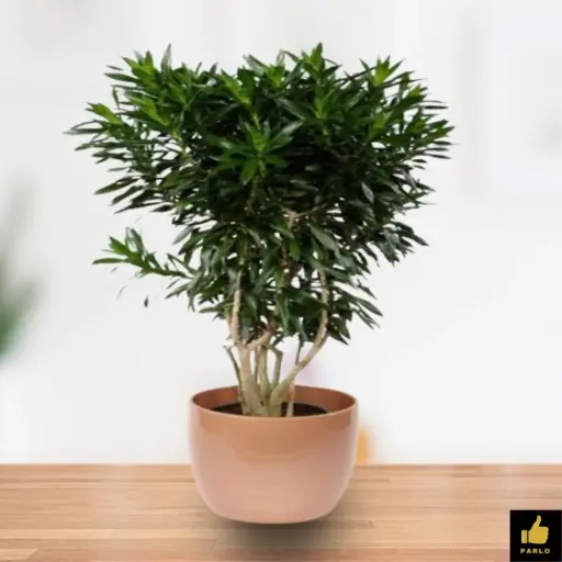 Song of India Green (Dracaena Reflexa)