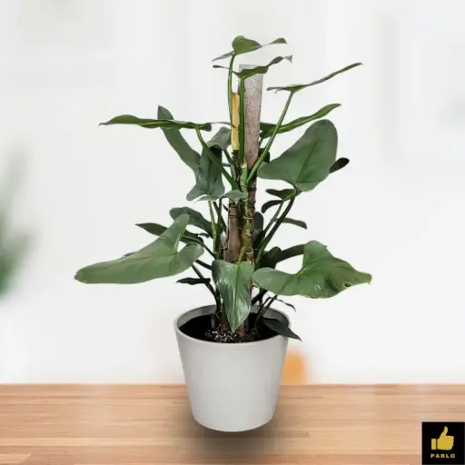 Philodendron Silver